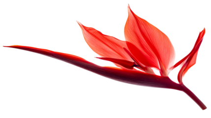 Red exotic heliconia blossom, cut out transparent