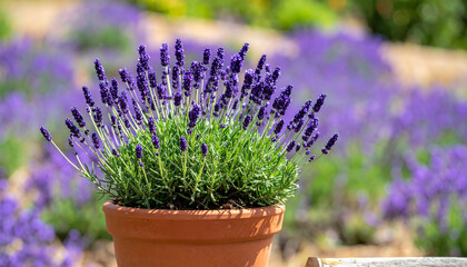 Fototapeta premium Lavender in garden. Lavender in pot.
