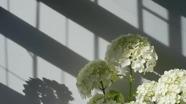 White hydrangea blossoms in sunlit shadows.