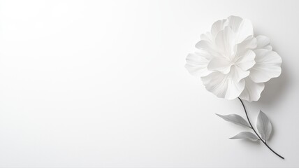 Naklejka premium Elegant White Flower on White Background white flower floral blossom petals elegance minimalist pure