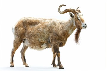 Capricorn: Ambitious and Determined Isolated On White Background.