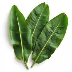 Fototapeta premium Banana leaf green tropical leaves plant nature food background healthy fresh vibrant foliage design 100 characters on transparent background