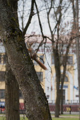 A beautiful wild squirrel climbs a tree trunk in a city park