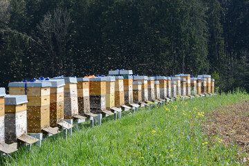Bienen, Bienenhaus, Bienstock, Bienenkästen