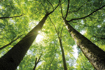 Fototapeta premium Lush green trees stretch towards sky, creating vibrant canopy that filters sunlight, evoking sense of tranquility