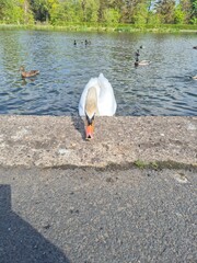 swan on the lake