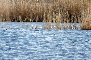 Black-headed gull flying over reeds and water in peaceful early spring marsh landscape. Dynamic capture of seagulls mid-flight above blue water and golden reeds, lively spring mood, wide natural.