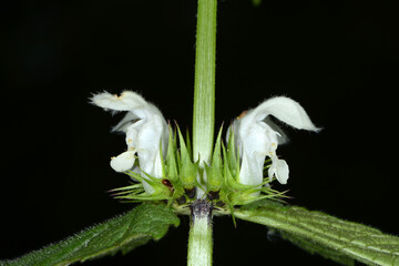 Weiße Taubnessel,  Lamium album