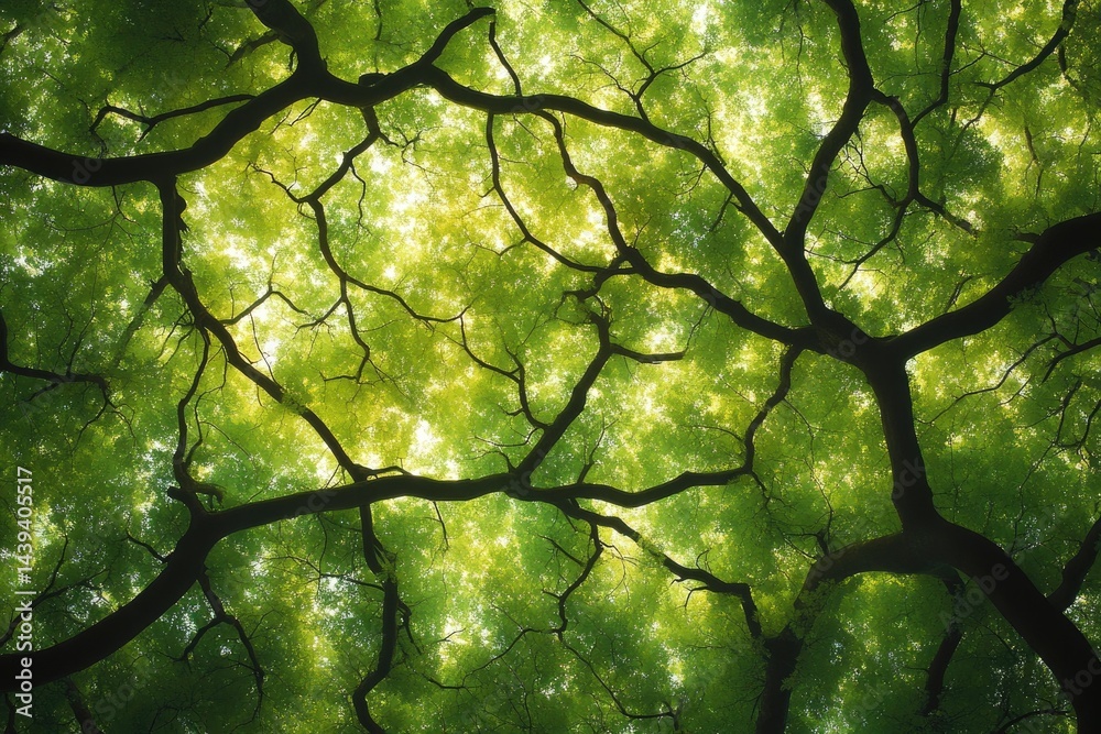 Poster looking up into a lush green canopy of trees, sunlight filtering through leaves and branches.