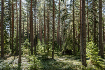 Landscape of pine tree forest in spring