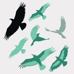 vector set of eagles. birds vector set for professional works