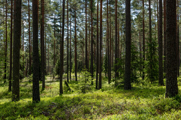 Fototapeta premium Landscape of pine tree forest in spring