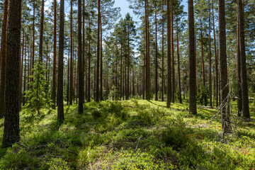 Fototapeta premium Landscape of pine tree forest in spring