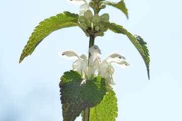 Weiße Taubnessel,  Lamium album