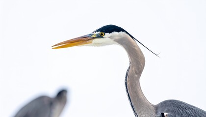 Majestic Great Blue Heron Profile Close Up Wildlife Bird