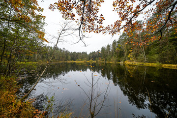 Obraz premium Landscape at the Rösselweiher pond in the nature reserve near Ludwigswinkel. Nature in autumn at a pond. 