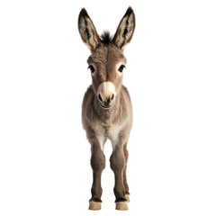 Fototapeta premium Cute Young Donkey Looking Straight at the Camera in Natural Light