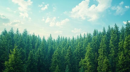 Fototapeta premium Lush evergreen forest canopy under a vibrant sky.