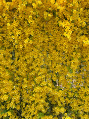 Yellow cat claw ivy flowers on fence with green leaves, bright and natural floral background for botanical or decorative use.