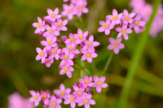 Echtes Tausendg&uuml;ldenkraut,  Centaurium erythraea