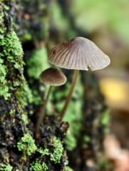 Close-up photo of Mycena mushroom growing on tree trunk in forest. Natural macrophotography fungal background.