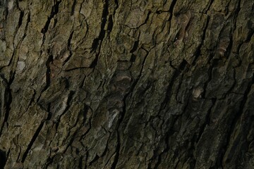 Tree bark background, close up view