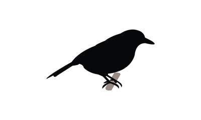 African shrike flycatcher bird Silhouette Design  And Vector Illustration. 