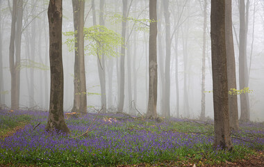 Misty morning bluebells in Vinehall woods on the high weald east Sussex south east England UK