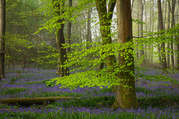 Misty morning bluebells in Vinehall woods on the high weald east Sussex south east England UK