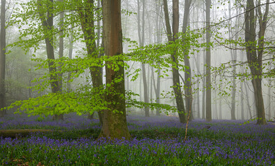 Misty morning bluebells in Vinehall woods on the high weald east Sussex south east England UK