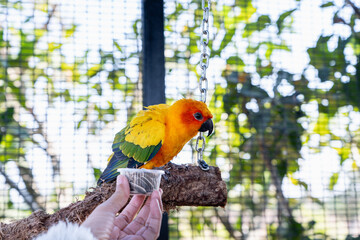 Close-up of a human hand feeding beautiful colorful Sun Conure parrots birds sitting on a tree branch. Ideal for exotic birds, pet photography, or wildlife portraits.