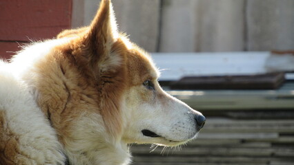 portrait of a white dog