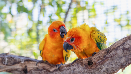 Beautiful colorful Sun Conure parrots birds are sitting on a tree branch. Ideal for exotic birds, pet photography, or wildlife portraits.