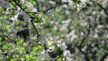 flight of a sparrow against the background of apple blossoms