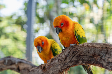 Beautiful colorful Sun Conure parrots birds are sitting on a tree branch. Ideal for exotic birds, pet photography, or wildlife portraits.