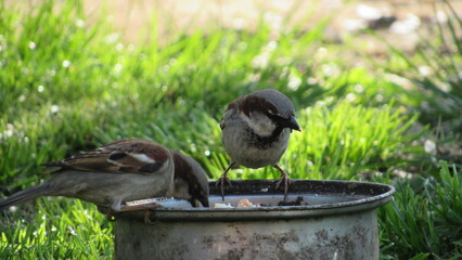 Obraz premium sparrows steal food from the dog bowl