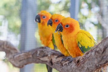 Beautiful colorful Sun Conure parrots birds are sitting on a tree branch. Ideal for exotic birds, pet photography, or wildlife portraits.