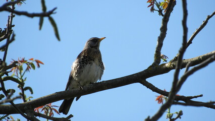 A thrush sits on a walnut branch