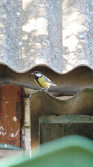 portrait of a tit sitting on a roof