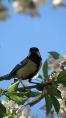 portrait of a tit sitting on a branch