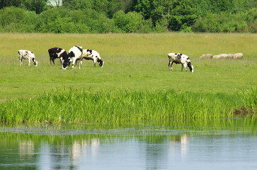 One cow with four calves and sheep graze on the riverbank during the summer season