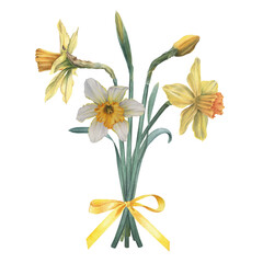 Fototapeta premium Bouquet of narcissus with satin ribbon bow in yellow. Hand drawn watercolor botanical illustration of daffodils on isolated background. Seasonal spring flowers for decoration, cards, printing.