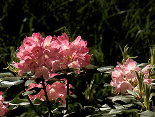 Blooming pink rhododendron flowers.