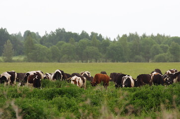 A large herd of cows in a field among thick green grass, they eat grass with their heads down and only their backs are visible