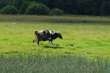 One spotted cow is heavily soiled on a green meadow near river sedge in summer season