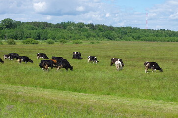 A herd of cows grazes and eats grass in a large green field and there is a cell tower in the distance behind the forest