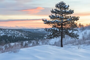 Solitary Pine Tree on Snowy Hill at Sunset with Soft Pale Sky