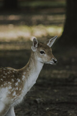 Sanfter Blick des Damwild-Kalbs im Wald