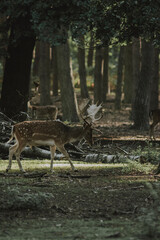 Majestätischer Damhirsch auf Streifzug im Lichtspiel des Waldes