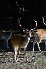 Stolzer Damhirsch tritt aus dem Schatten